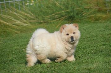 Chow-chow pups geboren in Belgie beschikbaar voor biedingen