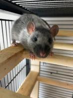 Tamme ratjes, Dieren en Toebehoren, Knaagdieren, Rat, Juni, Mannelijk, Tam