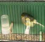 Glosters te koop .Hasselt