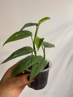 Klimplanten (Epipremnum / Scindapsus), Huis en Inrichting, Kamerplanten, Ophalen