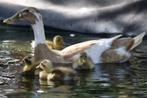 Loopeenden (ondertussen al groot), Dieren en Toebehoren, Pluimvee, Meerdere dieren, Eend