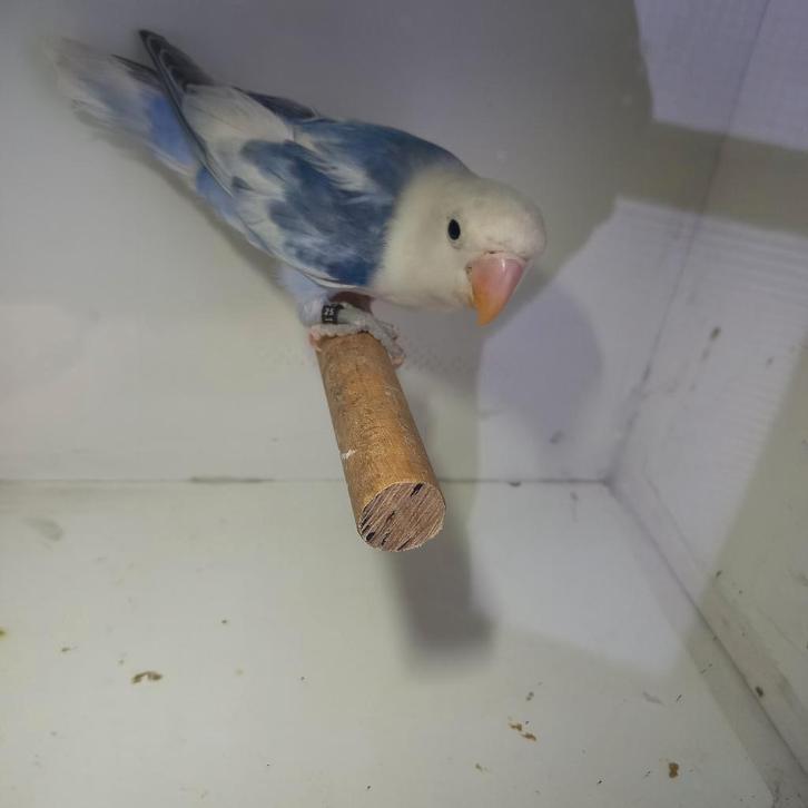 Fischeri, Dieren en Toebehoren, Vogels | Parkieten en Papegaaien, Dwergpapegaai of Agapornis, Geringd