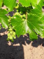 druivelaar vinis vitifera, Tuin en Terras, Planten | Fruitbomen, Lente, Volle zon, 100 tot 250 cm, Ophalen