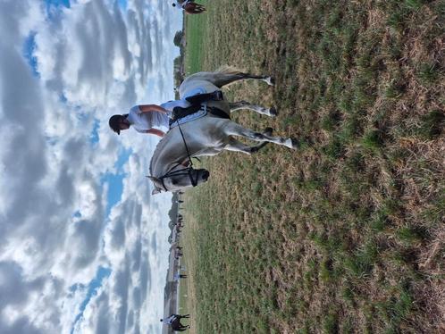 PRE Dressuurruin, Dieren en Toebehoren, Paarden, Ruin, M, 165 tot 170 cm, 11 jaar of ouder, Dressuurpaard, Met stamboom, Gechipt