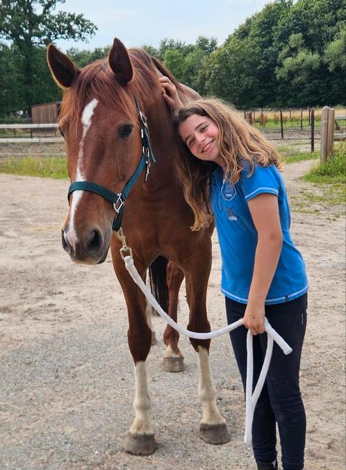 Super lieve drachtige merrie zoekt huisje, Animaux & Accessoires, Chevaux, Jument