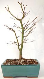 Japanse esdoorn 'katsura' bonsai, Tuin en Terras, In pot, Halfschaduw, Lente, Minder dan 100 cm