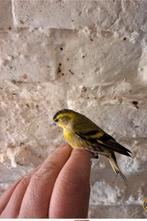 Un bon màl tarain bagué 2025 un bon chanteur, Bagué