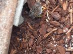 Mooie dwergkwartels natuurbroed uit buitenvoliere, Dieren en Toebehoren, Vogels | Overige Vogels, Geslacht onbekend