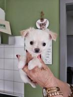 Prachtig klein wit met aan de oortjes wat craem chihuahua, Particulier, Chien (mâle), Belgique, 8 à 15 semaines