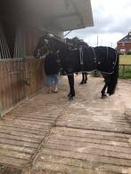 Paarden (Dravers), Dieren en Toebehoren, Paarden, Gechipt, Ruin, 7 tot 10 jaar, 160 tot 165 cm