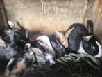 Jonge konijnen (groot ras), Meerdere dieren, Groot, 0 tot 2 jaar