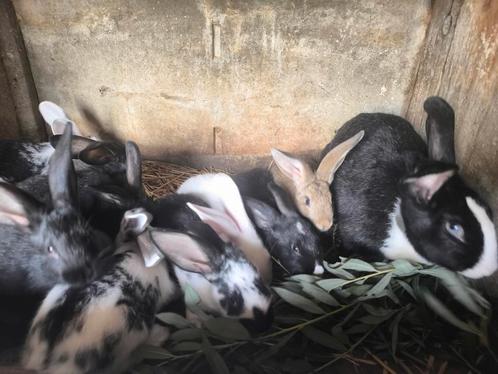 Jonge konijnen (groot ras), Dieren en Toebehoren, Konijnen, Groot, Meerdere dieren, 0 tot 2 jaar