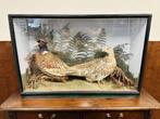 Antieke opgezette Fazanten in vitrine, Ophalen of Verzenden