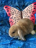 Konijn dwergkonijn hangoortje konijnen dwergkonijnen ndh, Dieren en Toebehoren, Konijnen, Klein