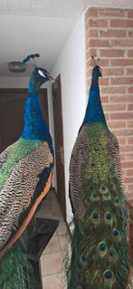 opgezette dieren: nandoe, pauw, struisvogels, walaby, Ophalen, Nieuw, Boerderijdier, Opgezet dier