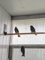 Zwarte sijzen te koop, Dieren en Toebehoren, Meerdere dieren, Wildzangvogel, Geringd