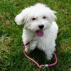 Millie - Maltezer pupje te koop (Belgisch), Dieren en Toebehoren, België, Maltezer, Handelaar, CDV (hondenziekte)