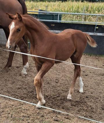 Filly Devil Z (Dominateur), Étalon, Z