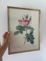 litho PJ Redoute, Antiek en Kunst, Ophalen of Verzenden