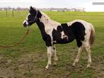 Homozygoot paint horse hengsten veulen, Dieren en Toebehoren, Paarden, Minder dan 160 cm, 0 tot 2 jaar, Hengst, Westernpaard