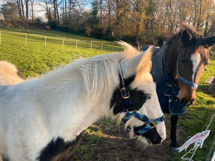 Hengstveulen 2025 met mooie blauwe ogen, Dieren en Toebehoren, Paarden
