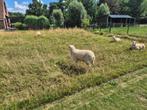 lammeren, Dieren en Toebehoren, Meerdere dieren, Schaap, 0 tot 2 jaar