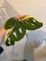 Monstera adansonii variegata, Ophalen of Verzenden