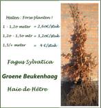 FORSE BEUKENHAAG (GROEN) , 1 - 1,25 meter : 2,6o€/stuk, Tuin en Terras, Ophalen, Lente, Vaste plant, Overige soorten