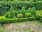 Buxus, Ophalen, Buxus