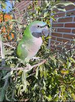 Lord derby parkiet (derbyan), Dieren en Toebehoren, Vogels | Parkieten en Papegaaien, Geslacht onbekend, Parkiet