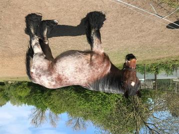 4 jaarse trekpaard merrie, Dieren en Toebehoren, Paarden, Merrie, Gechipt, Niet van toepassing, 3 tot 6 jaar