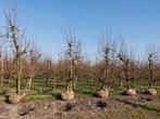 Oude Perenbomen, Tuin en Terras, Ophalen, Lente, Perenboom, 250 tot 400 cm