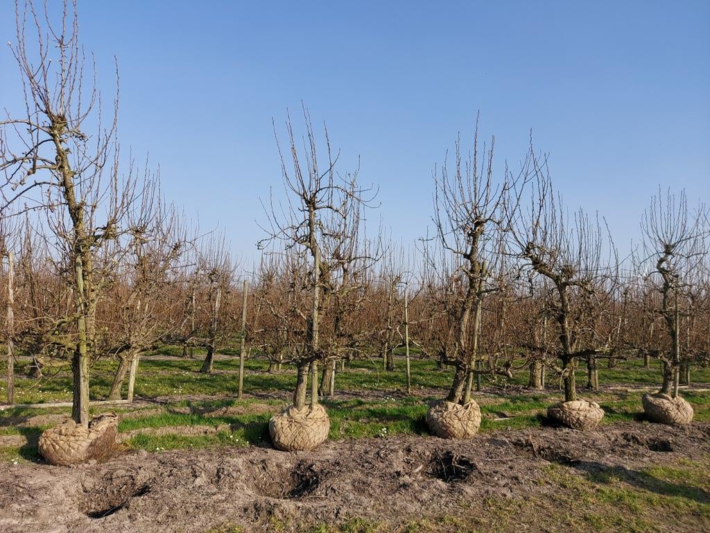 Oude Perenbomen, Jardin & Terrasse, Plantes | Arbres fruitiers, Poirier, 250 à 400 cm, Ombre partielle, Printemps, Enlèvement