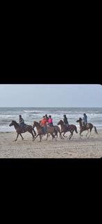 Leuke quarter ruin met stamboom, Dieren en Toebehoren, Paarden en Pony's | Verzorgingsproducten, Ophalen of Verzenden, Zo goed als nieuw