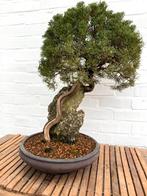 Bonsai juniperus itoigawa - net verpot in nieuwe schaal, In pot, Minder dan 100 cm, Halfschaduw, Overige soorten