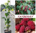 TAYBERRY PLANTEN (IN POT), Must Have!! 5€/Stuk, 5 VOOR 20€!, Tuin en Terras, Zomer, Vaste plant, Fruitplanten, Ophalen of Verzenden