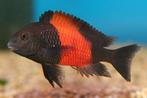 Tropheus Moorii Orange - Bemba -Tanganyika Cichlide, Dieren en Toebehoren, Vissen | Aquariumvissen