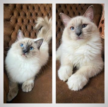 Ragdoll * stamboom * ouders getest * super lief beschikbaar voor biedingen