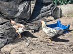 2 leghorn hanen, Dieren en Toebehoren, Mannelijk, Kip