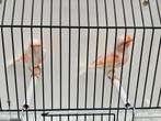 Roodmozaiek kanaries, Dieren en Toebehoren, Vogels | Kanaries, Meerdere dieren, Kleurkanarie