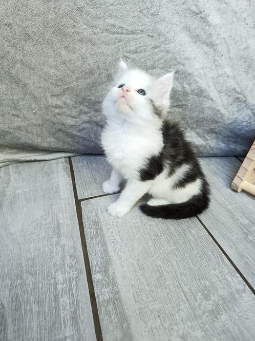 Maine Coon kitten met stamboom, Dieren en Toebehoren, Katten en Kittens | Raskatten | Langhaar, Kater, 0 tot 2 jaar, Met stamboom