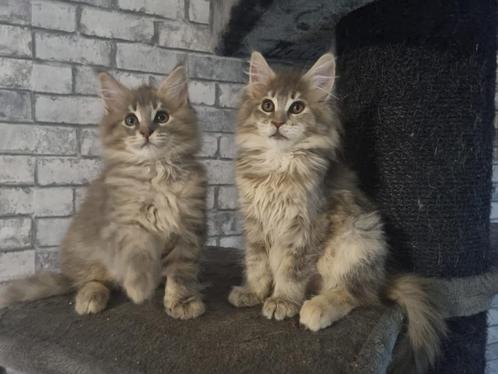 Maine Coon poesjes met stamboom, Animaux & Accessoires, Chats & Chatons | Chats de race | Poil long, Chatte ou Chat, 0 à 2 ans