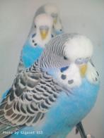 Parkieten af te halen Heusden zolder jonge 2025, Animaux & Accessoires, Oiseaux | Perruches & Perroquets