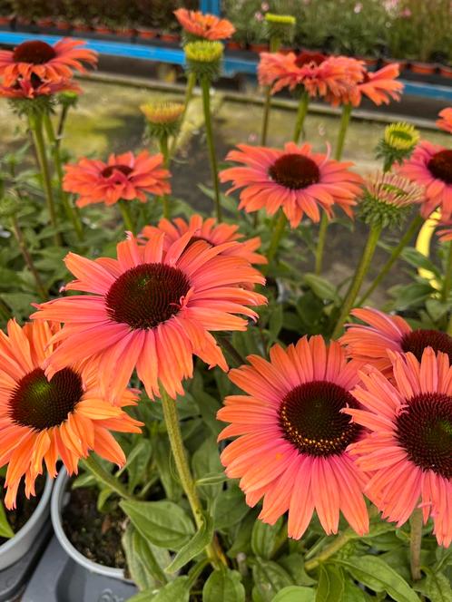 Echinacea SunSeekers ‘Rainbow’ P17cm, Tuin en Terras, Planten | Tuinplanten, Vaste plant, Volle zon, Zomer, Ophalen