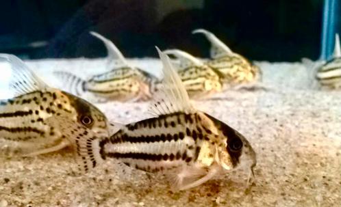 Corydoras Super Schwartzi CW28- Zeldzaam, Dieren en Toebehoren, Vissen | Aquariumvissen, Zoetwatervis, Vis, Schoolvis