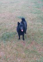Schipperke, Dieren en Toebehoren, Honden | Herdershonden en Veedrijvers, 6 jaar of ouder, België, Fokker | Hobbymatig, Reu