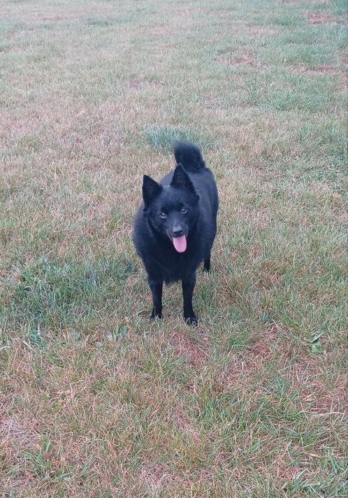 Schipperke, Dieren en Toebehoren, Honden | Herdershonden en Veedrijvers, Reu, Herder, Fokker | Hobbymatig, Eén hond, België, 6 jaar of ouder