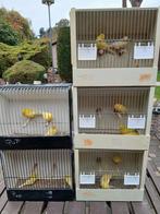 Gele jonge kanaries, Dieren en Toebehoren, Vogels | Kanaries, Meerdere dieren, Kleurkanarie