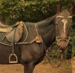 Zadel te koop!, Dieren en Toebehoren