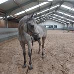 Hartendief te koop, Dieren en Toebehoren, Ophalen of Verzenden, Springen